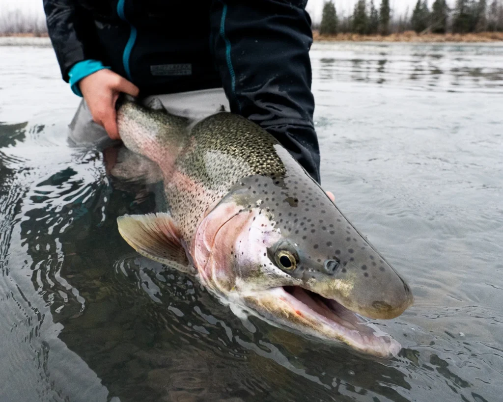 Alaska trout fishing
